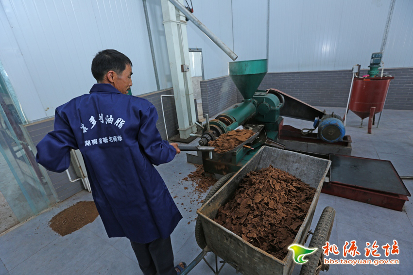 威廉希尔williamhill,油茶莳植生产加工销售,植物油莳植生产加工销售