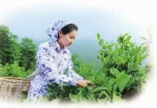 威廉希尔williamhill,油茶莳植生产加工销售,植物油莳植生产加工销售