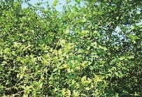 威廉希尔williamhill,油茶莳植生产加工销售,植物油莳植生产加工销售